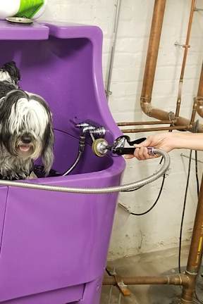 A dog is sitting in a purple tub.