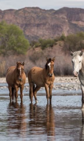 a group of horses standing in a river at Mark at 87 Apartments, Mesa, AZ