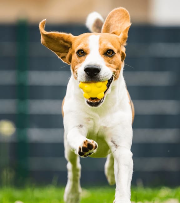 a brown and white dog running with a yellow ball in its mouth at Heatherstone, Texas, 75287