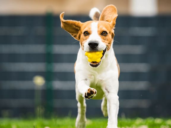 Dog Running with yellow toy in mouth at Villages at Gateway, Denver, 80239