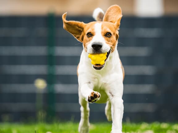A dog is running with a yellow ball in its mouth.