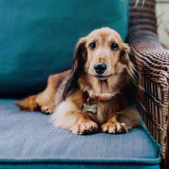 Dog is sitting on a couch at Hadley Apartments, Escondido, CA, 92026