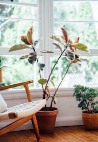 a luxury apartment with a potted plant and chair