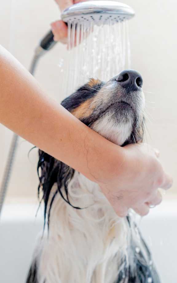 Cute Dog Enjoying a Bath at Bluffs Apartments, Bluffdale, 84065