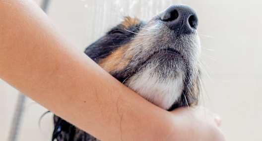 A dog is being bathed with a shower head.