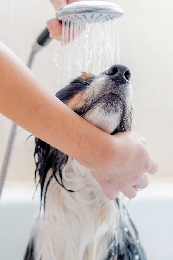 A dog is being bathed with a shower head.