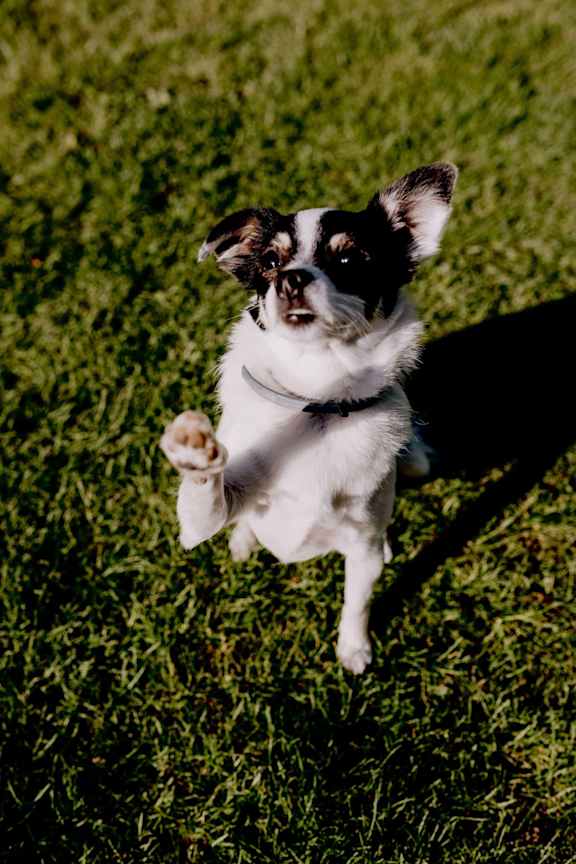 a small black and white dog jumping in the grass