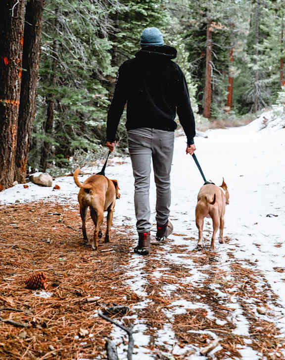 A man walking two dogs in a snowy forest.