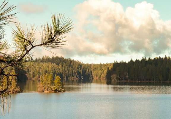 A pine tree branch is reflected in the calm lake.