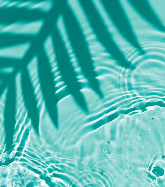 Palm leaves against a blue sky.