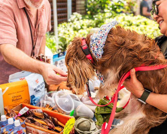 a dog wearing a red leash standing next to a table of food