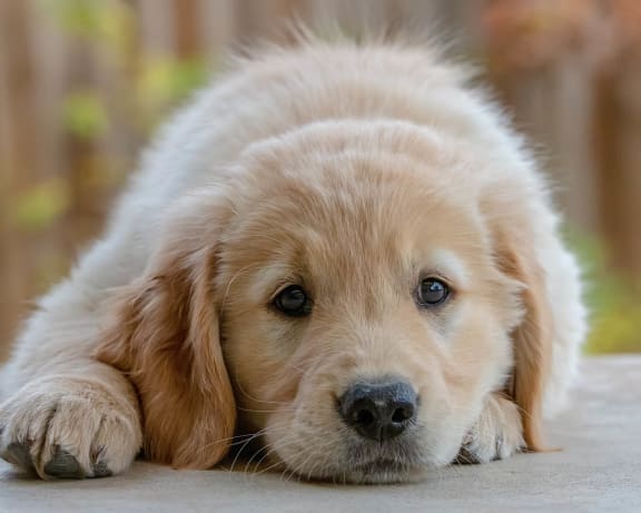 Puppy Resting at Lake Forest Apartments in Westerville OH 43081