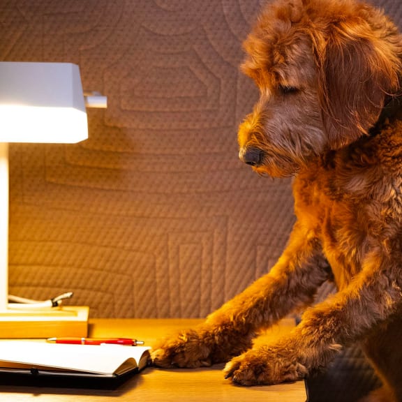 a dog sitting on a table next to a desk