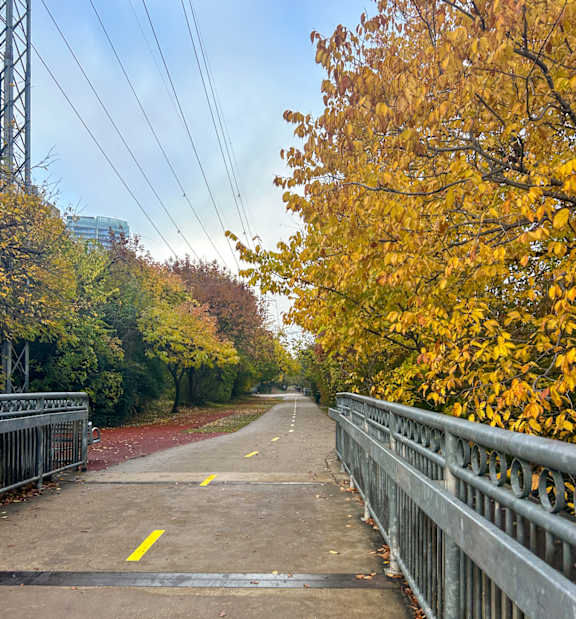 A tree with yellow leaves is next to a metal fence.