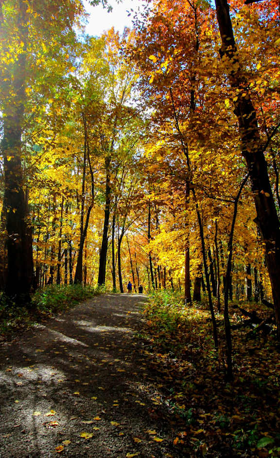A path through a forest with trees on either side.