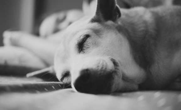 a dog is sleeping on the floor
