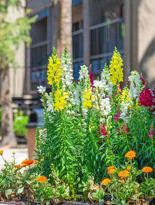 Flowers Along Walk Path Through Rio Seco