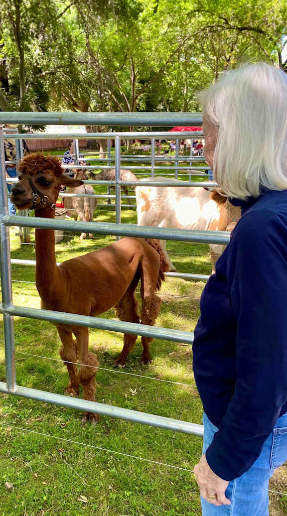 A person looking at a brown alpaca at Campus Commons Senior Living, California