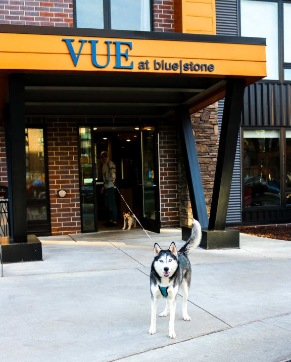 a dog standing in front of a vue at bluestone at Vue at Bluestone, Duluth, Minnesota