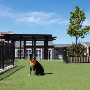 a dog sitting on a lawn in front of a building
