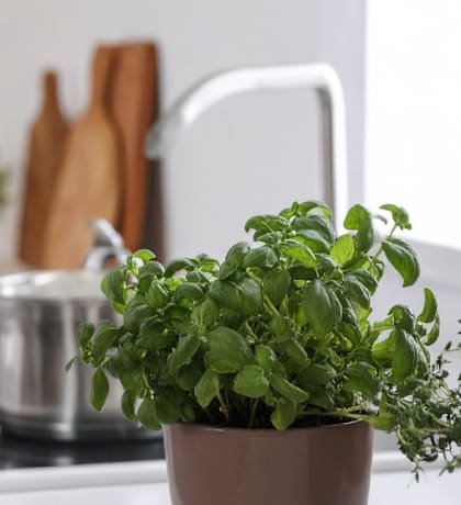 Three potted herbs are placed on a kitchen counter.