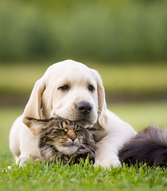 a dog and a cat laying in the grass at Candlewood, Corpus Christi, TX, 78412