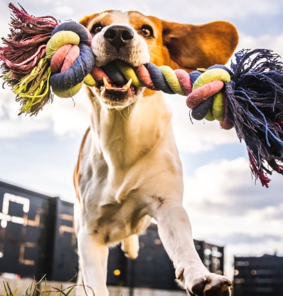 a dog running with a toy in its mouth
