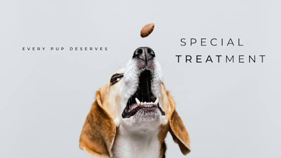 A dog catching a treat in mid-air with the text "Every pup deserves special treatment".