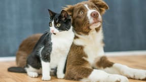 A black and white cat and a brown and white dog are sitting together.