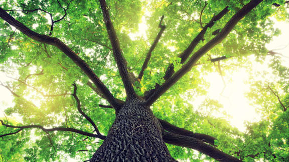 A tree with a thick trunk and sprawling branches.