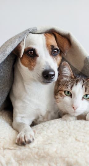 Dog And Cat at Ridgewood Apartments, Georgia