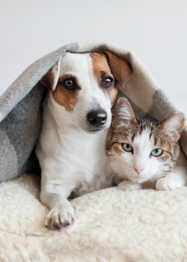 a dog and a cat under a blanket