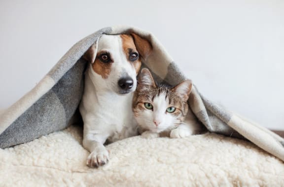 two dog laying under a cover at Pinewood Townhomes in Tucker, 30084
