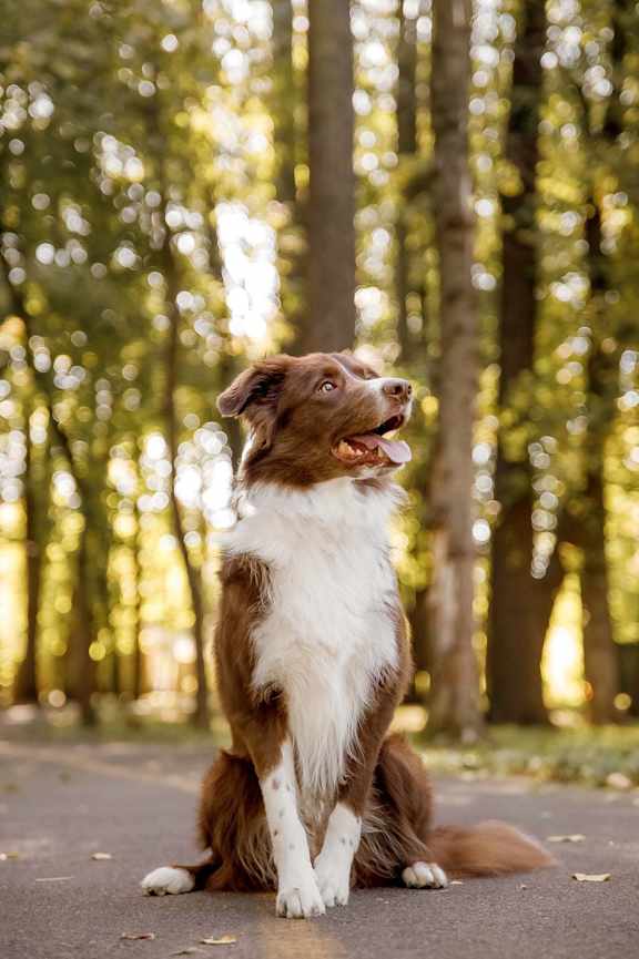 Brown and white dog sitting on a path in a forest at Bellary Flats , Summerville, 29486