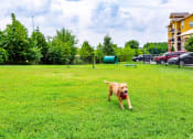 Thumbnail 16 of 42 - Dog Playing In A Park at WaterCrest at City Center, Lenexa, 66219