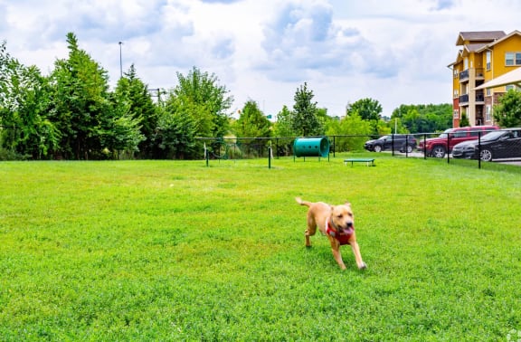 Dog Playing In A Park at WaterCrest at City Center, Lenexa, 66219
