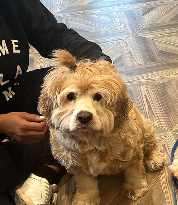 two dogs sitting next to each other on the floor