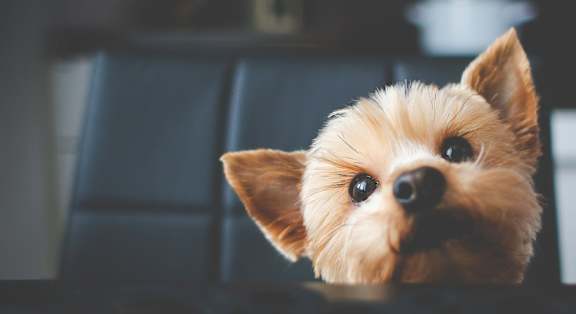 A small dog with big ears is peeking over a surface.