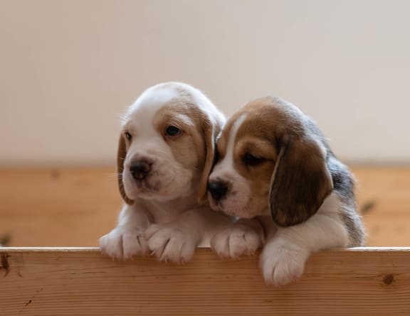 two puppies standing together