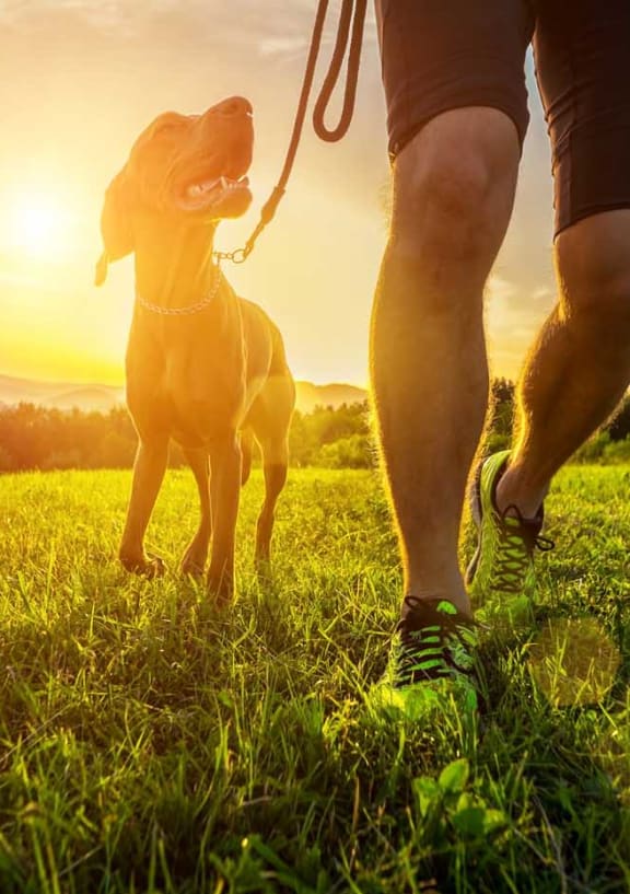 a man and his dog standing in a field at sunset