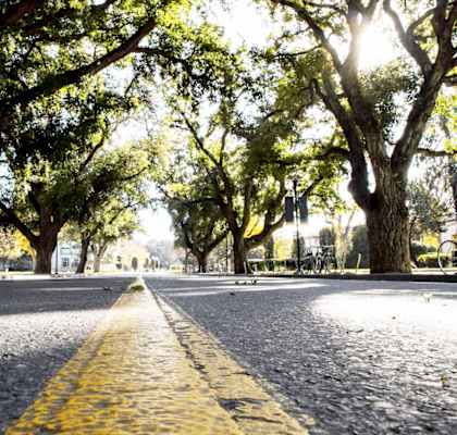A tree-lined street in Davis, CA