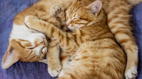 two cats sleeping on top of each other on a blue blanket