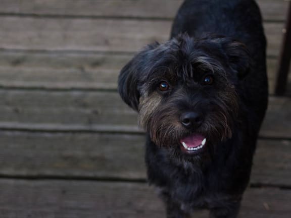 a black dog standing on a wooden deck  at Ironwood Apartments, Coeur d'Alene, 83814