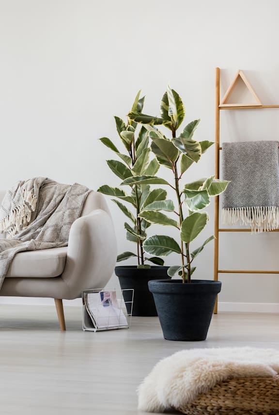 A living room with a chair, a plant, and a shelf.