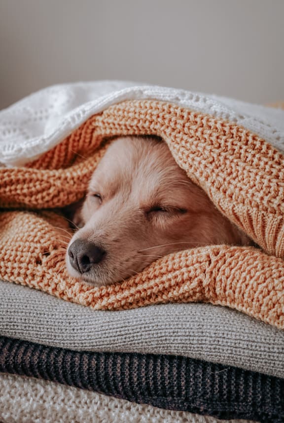 A dog is sleeping peacefully under a blanket. at Meeker Commons Apartments , Greeley