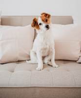 A small dog with brown and white fur sits on a beige couch.