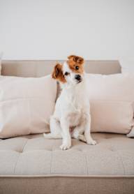 A small dog with brown and white fur sits on a beige couch. at Cascades at Clear Lake Apartments, Florida