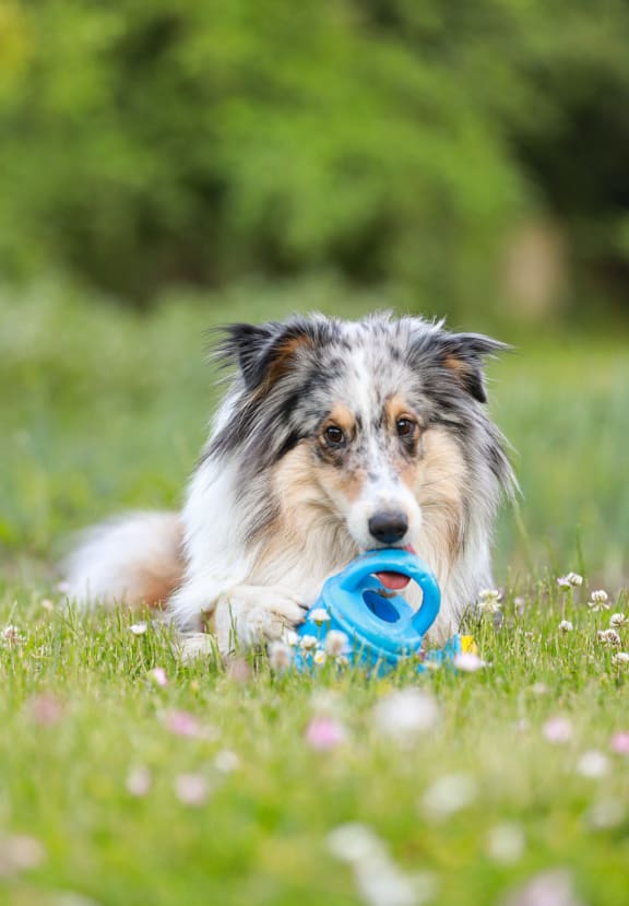 a dog laying in the grass with a frisbee