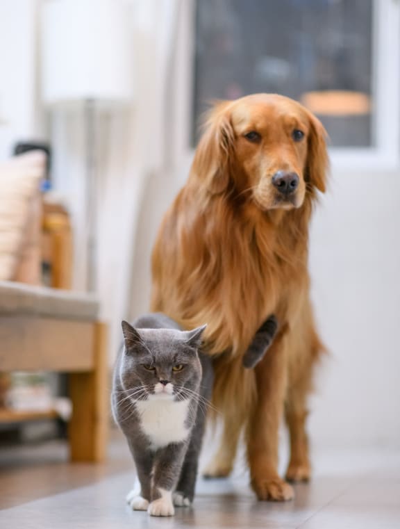 a cat walking next to a dog on the floor at Ellis Station, Durham, North Carolina