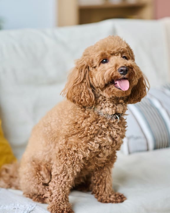 a small brown dog sitting on a couch at Wendover River Oaks, Greensboro, NC, 27409